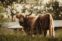 Moo....Bruh.