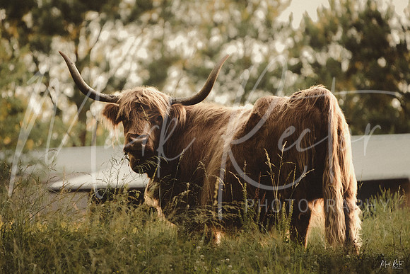 Moo....Bruh.