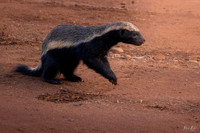 Honey Badger