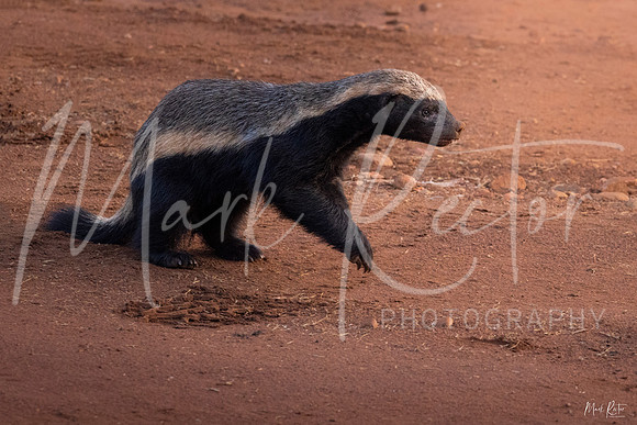 Honey Badger