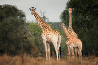 Necks of Kin