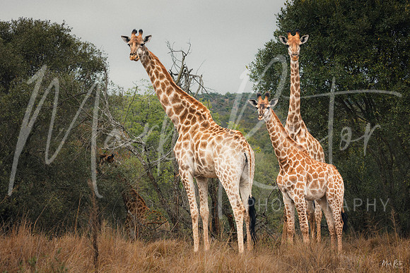 Necks of Kin