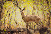 Klipspringer