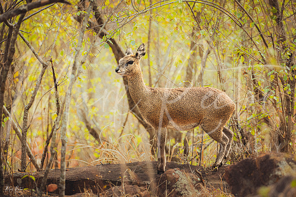 Klipspringer