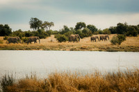 Elephant Parade