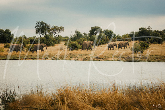 Elephant Parade