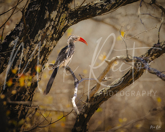 Zazu the Red-billed Hornbill