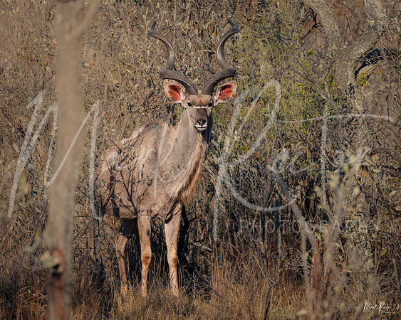 Kudu Bull
