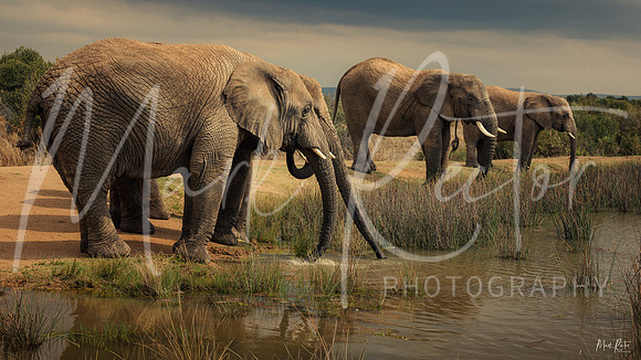 The Trunk Stop
