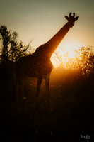 African Sunset