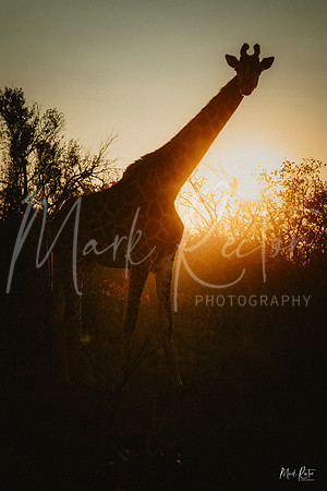 African Sunset