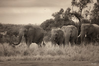 Straight Outta Africa