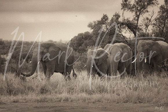 Straight Outta Africa