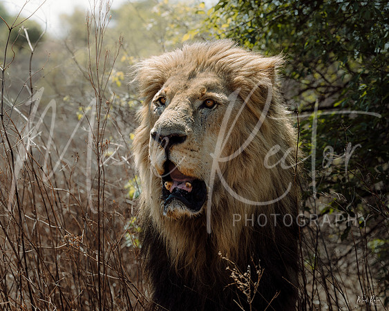 The Hunter