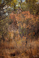 Bright Camouflage
