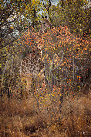 Bright Camouflage