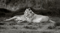 Resting Pride 16x9 ratio