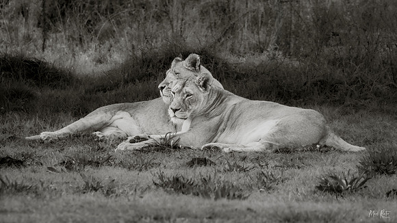 Resting Pride 16x9 ratio