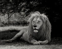 King