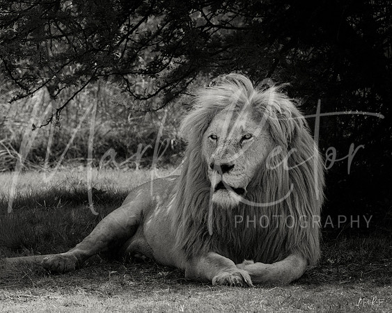 King