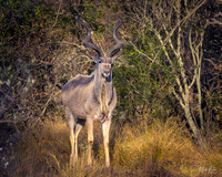 Kudu