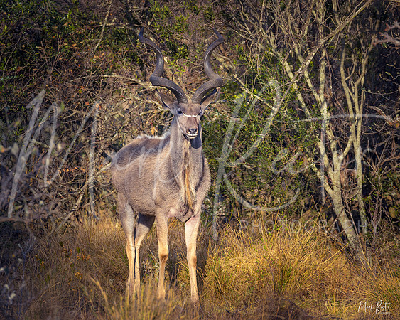 Kudu