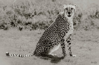Grace in Grayscale