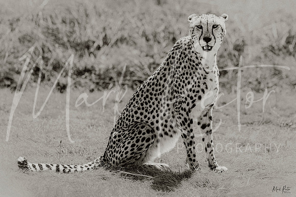 Grace in Grayscale