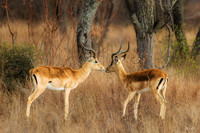 Bonding In The Bush
