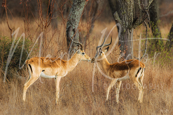 Bonding In The Bush