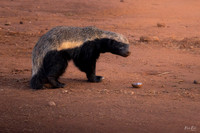 Honey Badger II