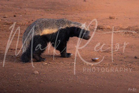 Honey Badger II