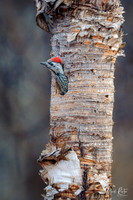 Cardinal Woodpecker