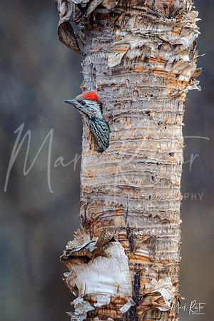 Cardinal Woodpecker